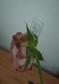 渣女的惩罚反差调教父女高H